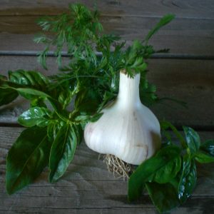 Metechi Seed Grade Garlic