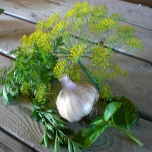 Chesnok Red - Seed Grade Garlic