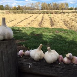 Georgia Crystal - Seed Grade Garlic