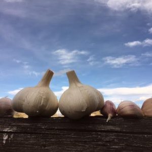 German Porcelain - Seed Grade Garlic