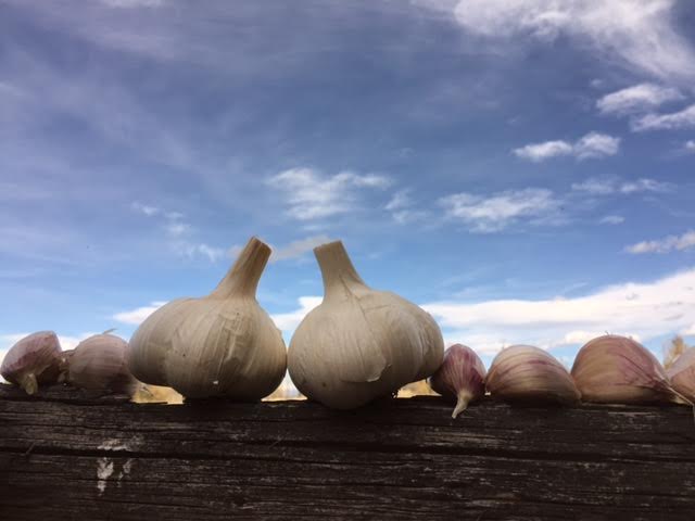 German Porcelain - Seed Grade Garlic