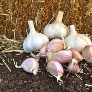 Leningrad Seed Garlic