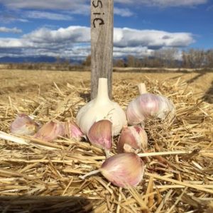 Music Seed Grade Garlic